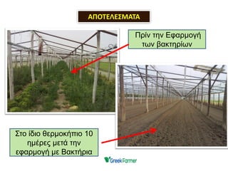 ΑΠΟΤΕΛΕΣΜΑΤΑ
Πρίν την Εφαρμογή
των βακτηρίων
Στο ίδιο θερμοκήπιο 10
ημέρες μετά την
εφαρμογή με Βακτήρια
 