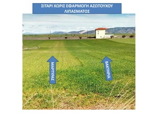 ΜΑΡΤΥΡΑΣ
ΣΙΤΑΡΙ ΧΩΡΙΣ ΕΦΑΡΜΟΓΗ ΑΖΩΤΟΥΧΟΥ
ΛΙΠΑΣΜΑΤΟΣ
 