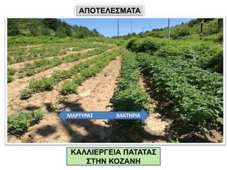 ΑΠΟΤΕΛΕΣΜΑΤΑ
ΚΑΛΛΙΕΡΓΕΙΑ ΠΑΤΑΤΑΣ
ΣΤΗΝ ΚΟΖΑΝΗ
ΜΑΡΤΥΡΑΣ ΒΑΚΤΗΡΙΑ
 