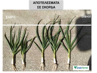 ΑΠΟΤΕΛΕΣΜΑΤΑ
ΣΕ ΣΚΟΡΔΑ
 
