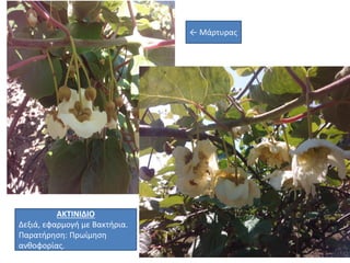 ← Μάρτυρας
ΑΚΤΙΝΙΔΙΟ
Δεξιά, εφαρμογή με Βακτήρια.
Παρατήρηση: Πρωίμηση
ανθοφορίας.
 