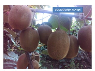 ΟΜΟΙΟΜΟΡΦΙΑ ΚΑΡΠΩΝ
 