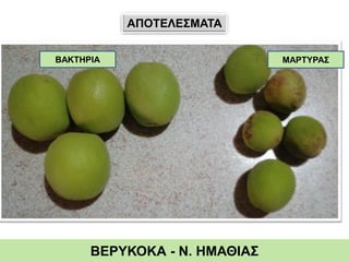ΑΠΟΤΕΛΕΣΜΑΤΑ
ΒΕΡΥΚΟΚΑ - Ν. ΗΜΑΘΙΑΣ
ΒΑΚΤΗΡΙΑ ΜΑΡΤΥΡΑΣ
 