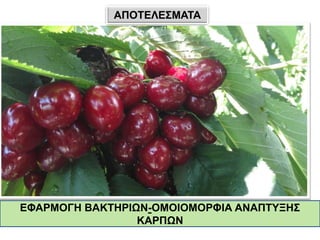 ΕΦΑΡΜΟΓΗ ΒΑΚΤΗΡΙΩΝ-ΟΜΟΙΟΜΟΡΦΙΑ ΑΝΑΠΤΥΞΗΣ
ΚΑΡΠΩΝ
ΑΠΟΤΕΛΕΣΜΑΤΑ
 
