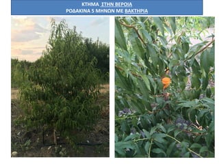 ΚΤΗΜΑ ΣΤΗΝ ΒΕΡΟΙΑ
ΡΟΔΑΚΙΝΑ 5 ΜΗΝΩΝ ΜΕ ΒΑΚΤΗΡΙΑ
 