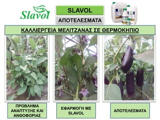 SLAVOL
ΑΠΟΤΕΛΕΣΜΑΤΑ
ΠΡΟΒΛΗΜΑ
ΑΝΑΠΤΥΞΗΣ ΚΑΙ
ΑΝΘΟΦΟΡΙΑΣ
ΕΦΑΡΜΟΓΗ ΜΕ
SLAVOL
ΑΠΟΤΕΛΕΣΜΑΤΑ
ΚΑΛΛΙΕΡΓΕΙΑ ΜΕΛΙΤΖΑΝΑΣ ΣΕ ΘΕΡΜΟΚΗΠΙΟ
 