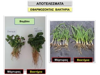 Βακτήρια
Μάρτυρας
Βακτήρια
Μάρτυρας
Βαμβάκι
ΕΦΑΡΜΟΖΟΝΤΑΣ ΒΑΚΤΗΡΙΑ
ΑΠΟΤΕΛΕΣΜΑΤΑ
 