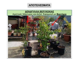 ΑΠΟΤΕΛΕΣΜΑΤΑ
ΔΕΝΔΡΥΛΛΙΑ ΒΕΡΥΚΟΚΙΑΣ
Αριστερά: Μάρτυρας και Δεξιά: Εφαρμογή με Βακτήρια
 