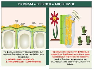 Τα βακτήρια αλλάζουν το μικροβιότοπο των
επιφύτων βακτηρίων με τους μεταβολίτες τους
όπως είναι :
1. ΑΥΞΙΝΕΣ - Indol - 3 – οξικό οξύ
2. BIOSURFAKTANTI – ΓΑΛΑΚΤΟΠΟΙΗΤΕΣ
ΒΙΟΦΙΛΜ = ΕΠΙΒΙΩΣΗ = ΑΠΟΙΚΙΣΜΟΣ
Τα βακτήρια αποικίζουν στην φιλόσφαιρα-
σχηματίζουν βιοφίλμ και μ΄αυτόν τον τρόπο
προστατεύουν το φυτό από τα παθογόνα
Αυτά τα βακτήρια μετακινούνται και
καλύπτουν όλα τα μέρη του φύλλου και του
άνθους.
 