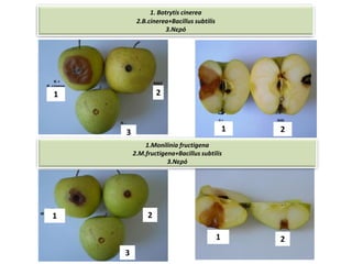 1 2
3
1. Botrytis cinerea
2.B.cinerea+Bacillus subtilis
3.Νερό
1.Monilinia fructigena
2.M.fructigena+Bacillus subtilis
3.Νερό
1 2
1
1
2
2
3
 