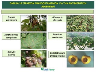 Erwinia
amylovora
Xanthomonas
campestris
Alternaria
alternata
Colletotrichum
gloeosporioides
ΟΜΑΔΑ 16 ΣΤΕΛΕΧΩΝ ΜΙΚΡΟΟΡΓΑΝΙΣΜΩΝ ΓΙΑ ΤΗΝ ΑΝΤΙΜΕΤΩΠΙΣΗ
ΑΣΘΕΝΕΙΩΝ
Botrytis
cinerea
Fusarium
avenaceum
 