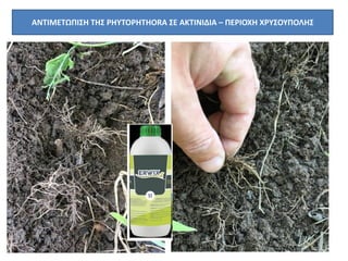ΑΝΤΙΜΕΤΩΠΙΣΗ ΤΗΣ PHYTOPHTHORA ΣΕ ΑΚΤΙΝΙΔΙΑ – ΠΕΡΙΟΧΗ ΧΡΥΣΟΥΠΟΛΗΣ
 