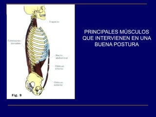 PRINCIPALES MÚSCULOS
QUE INTERVIENEN EN UNA
    BUENA POSTURA
 