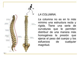 LA COLUMNA.
La columna no es en lo más
mínimo una estructura recta y
rígida. Tiene una serie de
curvaturas que le permiten
distribuir de una manera más
homogénea la presión que
ejerce el peso del cuerpo y los
esfuerzos      de     cualquier
magnitud.
 