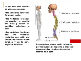 La columna está dividida
en varias secciones:
• las vértebras cervicales
forman el cuello
• las vértebras torácicas
comprenden la porción
del tórax y tienen las
costillas adheridas a
ellas
• las vértebras lumbares
son      las    vértebras
restantes que están por
debajo del último hueso
torácico y en la parte
superior del sacro.          Las vértebras sacras están rodeadas
                             por los huesos de la pelvis y el cóccix
                             representa las vértebras terminales o
                             rastros de la cola.
 