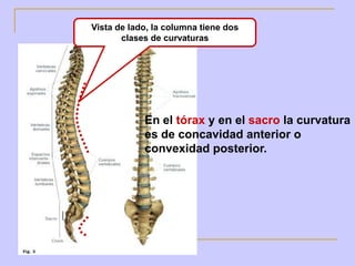 Vista de lado, la columna tiene dos
       clases de curvaturas




            En el tórax y en el sacro la curvatura
            es de concavidad anterior o
            convexidad posterior.
 