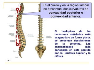 En el cuello y en la región lumbar
se presentan dos curvaturas de
    concavidad posterior o
      convexidad anterior.



        Si    cualquiera  de    las
        curvaturas señaladas está
        exagerada o en forma plana,
        se presentan desviaciones
        de     la   columna.   Las
        anormalidades          más
        conocidas en este sentido
        son la lordosis lumbar y la
        cifosis.
 