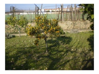 Así son de nosotros campos