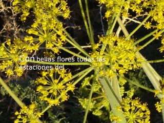 Conbellas flores todas las estaciones del año