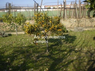Así son nuestroscampos