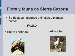 Flora y fauna de Sierra Cazorla Se destacan algunos animales y plantas como: FAUNA  Buitre Leonado Alimoche 