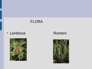 FLORA Lentiscos  Romero 