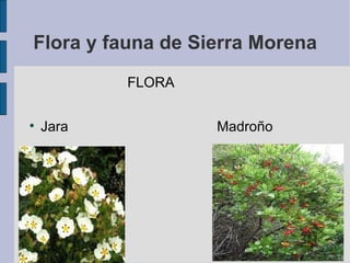 Flora y fauna de Sierra Morena FLORA Jara  Madroño 