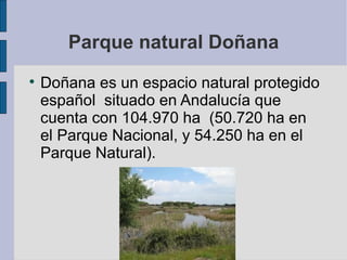 Parque natural Doñana Doñana es un espacio natural protegido español  situado en Andalucía que cuenta con 104.970 ha  (50.720 ha en el Parque Nacional, y 54.250 ha en el Parque Natural). 