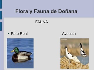 Flora y Fauna de Doñana  FAUNA  Pato Real  Avoceta 