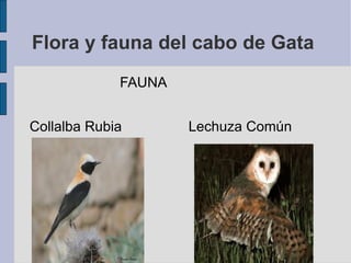 Flora y fauna del cabo de Gata  FAUNA Collalba Rubia  Lechuza Común 
