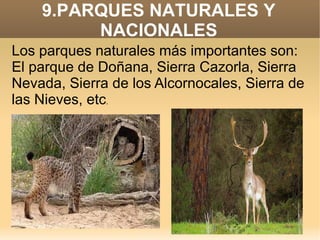 9.PARQUES NATURALES Y
NACIONALES
Los parques naturales más importantes son:
El parque de Doñana, Sierra Cazorla, Sierra
Nevada, Sierra de los Alcornocales, Sierra de
las Nieves, etc.

 