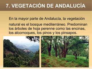 7. VEGETACIÓN DE ANDALUCÍA
En la mayor parte de Andalucía, la vegetación
natural es el bosque mediterráneo. Predominan
los árboles de hoja perenne como las encinas,
los alcornoques, los pinos y los pinsapos.

 