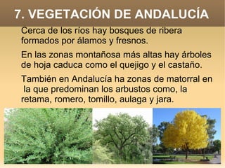 7. VEGETACIÓN DE ANDALUCÍA
Cerca de los ríos hay bosques de ribera
formados por álamos y fresnos.
En las zonas montañosa más altas hay árboles
de hoja caduca como el quejigo y el castaño.
También en Andalucía ha zonas de matorral en
la que predominan los arbustos como, la
retama, romero, tomillo, aulaga y jara.

 