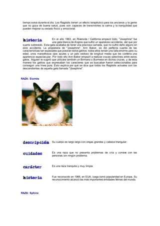 tiempo solos durante el día. Los Ragdolls tienen un efecto terapéutico para los ancianos y la gente
que no goza de buena salud, pues son capaces de transmitirles la calma y la tranquilidad que
pueden mejorar su estado físico y emocional.
En el año 1963, en Riverside / California empezó todo, "Josephine" fue
una gata blanca de Angora que sufrió un aparatoso accidente, del que por
suerte sobrevivió. Esta gata acababa de tener una preciosa camada, que no sufrió daño alguno en
este accidente. La propietaria de "Josephine", Ann Baker, se dió perfecta cuenta de las
características tan especiales que poseían estos gatitos: todos ellos tenían una talla enorme para su
edad, unos maravillosos ojos azules y un pelo sedoso de longitud media que les confería una
apariencia espectacular. Por todo ello Ann Baker empezó a realizar cruces selectivos entre estos
gatos. Alguien le sugirió que utilizara también un Birmano o Burmese en dichos cruces, y de esta
manera los gatitos que expresaban los caracteres que se buscaban fueron seleccionados para
conseguir una línea pura. Esto explica por qué se dice que todos los Ragdolls actuales son los
descendientes de aquella gata llamada "Josephine".
RAZA: Siamés
Su cuerpo es largo largo con orejas grandes y cabeza triangular.
Es una raza que no presenta problemas de cría y convive con las
personas sin ningún problema.
Es una raza tranquila y muy limpia.
Fue reconocido en 1966, en EUA, luego tomó popularidad en Europa. Su
reconocimiento alcanzó las más importantes entidades felinas del mundo.
RAZA: Sphinx
 
