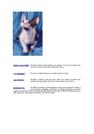 Esta raza tiene el cuerpo pelado y con arrugas . Es uno de los gatos mas
exóticos, cuanto menos pelo mejor para la raza.
El manto se debe limpiar con un paño o gamuza suave.
Sociable y afectivo, para esta raza todos son amigos. Le gustan las
caricias con otros gatos. Incluso no corre cuando ve a un perro.
En 1966, en Canadá , nacieron gatitos sin pelo, esta mutación dio origen a
la raza Sphinx. Análogas mutaciones se habían producido ya en otros
lugares, por ejemplo en México a finales del siglo pasado, dando lugar al Mexican Hairless (gato sin
pelo mexicano), reconocido únicamente en el país de origen.
 