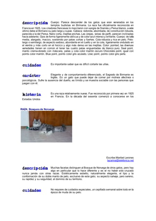 Cuerpo: Parece descender de los gatos que eran venerados en los
templos budistas en Birmania. La raza fue oficialmente reconocida en
Francia en 1925. Los criadores franceses lo mezclaron con sangre de Siamés y Persa blanco, a este
último debe el Birmano su pelo largo y suave. Cabeza: redonda, abombada, de constitución robusta,
parecida a la del Persa. Nariz corta, mejillas anchas. Las orejas, vistas de perfil, parecen inclinadas
hacia adelante. Ojos de forma ligeramente oblícua y de color azul intenso y brillante. Cuerpo: de talla
media, alargado, macizo, sostenido por patas cortas y fuertes. Cola robusta y rica en pelo. Pelo:
largo o semilargo, de aspecto sedoso, abundante en el cuello y en la cola, ligeramente ondulado en
el vientre y más corto en el hocico y algo más denso en las mejillas. Color: pointed, las diversas
variedades tienen en común el tener las cuatro patas enguantadas de blanco puro. Seal point,
manto crema-dorado con máscara, patas y cola color marrón oscuro Chocolate point, igual con
points color marrón. Blue point, points color gris azulado. Lilac point, points color gris perla.
Es importante saber que es difícil cortarle las uñas.
Elegante y de comportamiento diferenciado, el Sagrado de Birmanie es
Inglés. Es un gato que puede dejar de comer por motivos afectivos o
psicológicos. Sufre la ausencia del dueño, es tímido y se muestra sociable con las personas que
juegan con él.
Es una raza relativamente nueva. Fue reconocido por primera vez en 1925
en Francia. En la década del sesenta comenzó a conocerse en los
Estados Unidos
RAZA: Bosques de Noruega
Escribe:Maribel Lerones
lazarina@telefonica.net
Muchas facetas distinguen al Bosque de Noruega de otros gatos, pero hay
algo en particular que lo hace diferente y es el no haber sido cruzado
nunca jamás con otras razas. Estéticamente esbelto, naturalmente elegante, el tipo y la
conformación de su doble manto de pelo, exclusivo de este gato; su aspecto salvaje, pero sereno,
su rapidez y su seguridad, el dominio de su territorio.
No requiere de cuidados especiales, un cepillado semanal sobre todo en la
época de muda de su pelo.
 