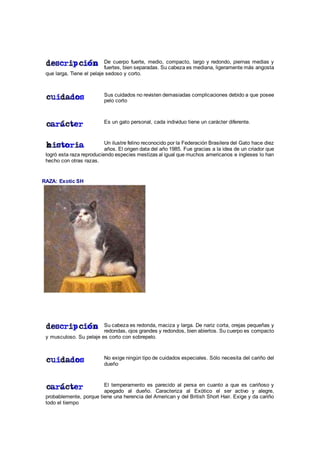 De cuerpo fuerte, medio, compacto, largo y redondo, piernas medias y
fuertes, bien separadas. Su cabeza es mediana, ligeramente más angosta
que larga, Tiene el pelaje sedoso y corto.
Sus cuidados no revisten demasiadas complicaciones debido a que posee
pelo corto
Es un gato personal, cada individuo tiene un carácter diferente.
Un ilustre felino reconocido por la Federación Brasilera del Gato hace diez
años. El origen data del año 1985. Fue gracias a la idea de un criador que
logró esta raza reproduciendo especies mestizas al igual que muchos americanos e ingleses lo han
hecho con otras razas.
RAZA: Exotic SH
Su cabeza es redonda, maciza y larga. De nariz corta, orejas pequeñas y
redondas, ojos grandes y redondos, bien abiertos. Su cuerpo es compacto
y musculoso. Su pelaje es corto con sobrepelo.
No exige ningún tipo de cuidados especiales. Sólo necesita del cariño del
dueño
El temperamento es parecido al persa en cuanto a que es cariñoso y
apegado al dueño. Caracteriza al Exótico el ser activo y alegre,
probablemente, porque tiene una herencia del American y del British Short Hair. Exige y da cariño
todo el tiempo
 