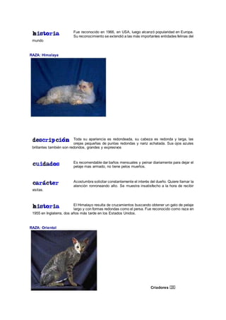 Fue reconocido en 1966, en USA, luego alcanzó popularidad en Europa.
Su reconocimiento se extendió a las más importantes entidades felinas del
mundo
RAZA: Himalaya
Toda su apariencia es redondeada, su cabeza es redonda y larga, las
orejas pequeñas de puntas redondas y nariz achatada. Sus ojos azules
brillantes también son redondos, grandes y expresivos
Es recomendable dar baños mensuales y peinar diariamente para dejar el
pelaje mas armado, no tiene pelos muertos.
Acostumbra solicitar constantemente el interés del dueño. Quiere llamar la
atención ronroneando alto. Se muestra insatisfecho a la hora de recibir
visitas.
El Himalayo resulta de cruzamientos buscando obtener un gato de pelaje
largo y con formas redondas como el persa. Fue reconocido como raza en
1955 en Inglaterra, dos años más tarde en los Estados Unidos.
RAZA: Oriental
Criadores
 