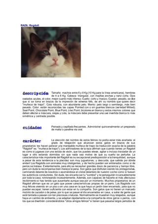 RAZA: Ragdoll
Tamaño: machos entre 6 y 8 Kg (10 Kg para la línea americana), hembras
de 4 a 6 Kg. Cabeza: triangular, con mejillas anchas y nariz corta. Ojos
ovalados azules, el color, mejor cuanto más intenso. Cuello: corto y macizo. Cuerpo: pesado, se dice
que si se toma en brazos da la impresión de volverse fofo, de ahí su nombre que quiere decir
"muñeca de trapo". Cola robusta, con abundante pelo. Manto: pelo largo o semilargo, más bien
pesado. Color: están reconocidas las capas Pointed con o sin guantes blancos (variedad Mitted);
Seal Point, Chocolate Point, Blue Point, Lilac Point, bicolores en blanco y estos mismos colores que
deben afectar a máscara, orejas y cola, la máscara debe presentar una uve invertida blanca lo más
simétrica y centrada posible.
Peinado y cepillado frecuentes. Administrar quincenalmente un preparado
de malta o parafina vía oral.
La elección del nombre de estos felinos no podía estar más acertada: el
grado de relajación que alcanzan estos gatos en brazos de sus
propietarios les hacen parecer una manejable muñeca de trapo (la traducción exacta de la palabra
"Ragdoll" es: "muñeca de trapo"). Los admiradores de la raza afirman que cuando tienes un Ragdoll
es como si jugases con una estola de visón, que los puedes elevar, agitar o incluso trasladar de un
lugar a otro estando dormidos sin que nada sea motivo de que su sueño se perturbe. La
característica más importante del Ragdoll es su excepcional predisposición a la tranquilidad, aunque
a pesar de esta tendencia a la placidez son muy juguetones; y descuida, que sabrás por dónde
andan! Los Ragdolls son animales muy inteligentes, y de hecho pueden ser entrenados como si de
perros se tratase. Evidentemente, para ello se necesitan grandes dosis de paciencia y tiempo libre,
pero sin duda la recompensa bien merece la pena. Son gatos que disfrutan siendo los protagonistas,
caminando delante de nosotros o asomándose al cristal delantero de nuestro coche como si fuesen
los auténticos conductores. Sin duda, les encanta ser tu "sombra" y te perseguirán incansablemente
por toda la casa, ronroneando incesantemente. Además, son capaces de hacerte el más afectuoso
recibimiento si has tenido que ausentarte aunque sea por un momento. Muchos propietarios de un
Ragdoll afirman que es un gato que posee características propias de un perro. Los Ragdolls son
muy felices viviendo en un piso o en una casa en la que haya un jardín bien encerrado, para que no
puedan escapar; tienen suficiente con estar en tu compañía. Son gatos que no tienen un marcado
instinto de cazador o de pelea, por lo que se pasan el día encerrados en casa, a salvo de gente que
esté tentada a pasear con tan preciosas criaturas. Normalmente se muestran muy relajados, aunque
haya un cambio de ambiente, y se adaptan rápidamente a la compañía de otros gatos o perros, con
los que se divertirán considerándolos "otros amigos felinos" si tienen que pasarse largos periodos de
 
