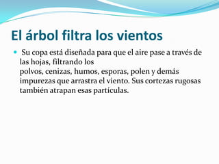 El árbol filtra los vientos
 Su copa está diseñada para que el aire pase a través de
las hojas, filtrando los
polvos, cenizas, humos, esporas, polen y demás
impurezas que arrastra el viento. Sus cortezas rugosas
también atrapan esas partículas.
 