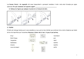 Les llacunes litorals i els aiguamolls són zones temporalment o permanent inundades. A més a més estan formades per aigües

salabroses. Per què s’anomenen així aquestes aigües?

      Endreça les figures que expliquen el procés de la formació del delta.




3. FAUNA

El Delta del Llobregat destaca per la seva abundància en aus, però no hem d’oblidar que existeixen tota un sèrie d’espècies que també

són de vital importància per l’ecosistema. Relaciona el dibuix amb el nom i el grup al qual pertany.


      Eriçó                                                                               invertebrat

      Ratolí d’aigua                                                                      peix

      Sargantana                                                                          rèptil

      Gambússies                                                                          mamífer

      Granota                                                                             mamífer

      Larva de mosquit                                                                    amfibi




                                                                                                                                   2
 