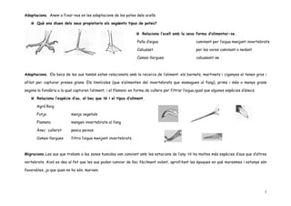 Adaptacions. Anem a fixar-nos en les adaptacions de les potes dels ocells.

       Què ens diuen dels seus propietaris els següents tipus de potes?

                                                                     Relaciona l’ocell amb la seva forma d’alimentar-se.

                                                                  Polla d’aigua                      caminant per l’aigua menjant invertebrats

                                                                  Cabusset                           per les vores caminant o nedant

                                                                  Cames-llargues                     cabussant-se



Adaptacions. Els becs de les aus també estan relacionats amb la recerca de l’aliment: els bernats, martinets i cigonyes el tenen gros i

afilat per capturar preses grans. Els limnícoles (que s’alimenten del invertebrats que s¡amaguen al fang), prims i més o menys grans

segons la fondària a la qual capturen l’aliment, i el flamenc en forma de cullera per filtrar l’aigua,igual que algunes espècies d’ànecs.

       Relaciona l’espècie d’au, el bec que té i el tipus d’aliment.

       Agró Roig

       Fotja               menja vegetals

       Flamenc             mengen invertebrats al fang

       Ànec cullerot       pesca peixos

       Cames-llargues      filtra l’aigua menjant invertebrats



Migracions.Les aus que trobem a les zones humides van canviant amb les estacions de l’any. Hi ha moltes més espècies d’aus que d’altres

vertebrats. Això es deu al fet que les aus poden canviar de lloc fàcilment volant, aprofitant les èpoques en què maresmes i estanys són

favorables, ja que quan no ho són, marxen.




                                                                                                                                            3
 