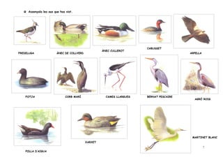 Assenyala les aus que has vist.




                                                                       CABUSSET
                                                    ÀNEC CULLEROT
FREDELUGA               ÀNEC DE COLLVERD                                                 ARPELLA




    FOTJA                     CORB MARÍ               CAMES LLARGUES   BERNAT PESCAIRE
                                                                                           AGRÓ ROIG




                                                                                          MARTINET BLANC
                                           XARXET
                                                                                                   7
    POLLA D’AIGUA
 