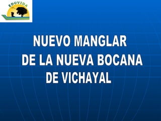 NUEVO MANGLAR DE LA NUEVA BOCANA DE VICHAYAL 