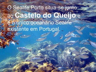 O Sealife Porto situa-se junto ao  Castelo do Queijo  e é o único oceanário Sealife existente em Portugal. 