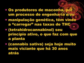 • Os produtores de maconha, por
um processo de engenharia e/ou
• manipulação genética, têm vindo
a “carregar” nas taxas de THC
• (tetrahidrocannabinol) seu
princípio ativo, o que faz com que
a planta
• (cannabis sativa) seja hoje muito
mais viciante que há 30 anos
atrás
 
