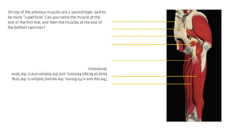 On top of the previous muscles are a second layer, said to
be more “superficial” Can you name the muscle at the
end of the first line, and then the muscles at the end of
the bottom two lines?
ThetoponeisPiriformis,thesecondbottomisthelong
headofBicepsFemoris,andthebottomoneistheSemi
Tendinosus
 