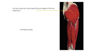 Can you name the most superficial and largest of the hip
extensors?
GluteusMaximus
 