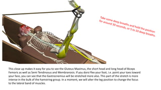 This close up makes it easy for you to see the Gluteus Maximus, the short head and long head of Biceps
Femoris as well as Semi Tendinosus and Membranosis. If you dorsi flex your foot, i.e. point your toes toward
your face, you can see that the Gastrocnemius will be stretched more also. This part of the stretch is more
intense in the bulk of the hamstring group. In a moment, we will alter the leg position to change the focus
to the lateral band of muscles.
 