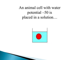 An animal cell with water 
potential –50 is 
placed in a solution… 
 